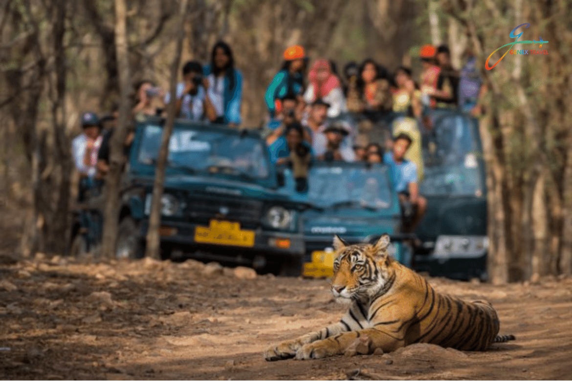 Wildlife Tour Packages