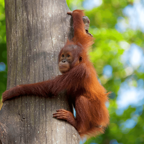 Borneo