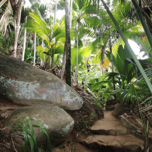 Vallée de Mai